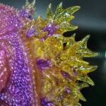 3D4K HiReD #18 Colourway Violet Violence Gold Glitter - Image 9