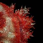 3D4K HiReD #37 Colourway Cherry Soda Glitter - Image 9