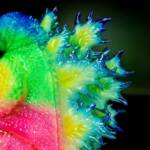 3D4K HiReD #8 Colourway Bubble Gum Double Dip Super Glow - Image 9