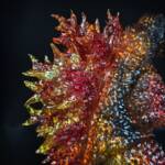3D4K HiReD Howling Giant #8 Colourway Ignis Glitter - Image 8
