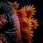 Baby D Glitter Wildfire - Image 8