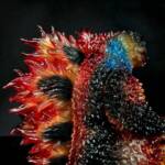 D24 Big Bang - Image 9