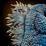 D24 Flameback Blue Meanie - Image 9