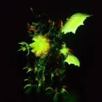Destrolah #8 Colourway Orochi Super Glow - Image 8
