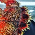 Fat Boy D24 Flameback Magma - Image 6