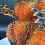 Fat Boy D24 Flameback Magma - Image 9