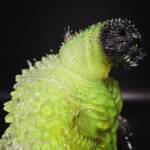 Kingod #21 Colourway Radioactive - Image 9